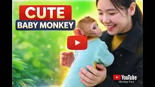 Monkey PuPu Has a Beautiful Dream 🐒💤 | Cute Monkey Story
