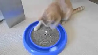 Чем занять кота Прикол! Смех! Юмор!