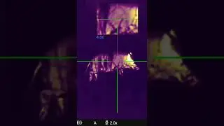 Wild boar with Pulsar XP50 LRF thermal. 