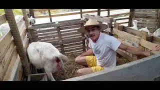 Cabra Saanen parindo. Porcina em trabalho de parto.