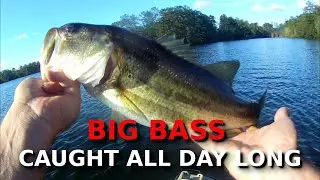 Bass CRUSHED This SIMPLE Lure EVERYWHERE I Used It!!!!