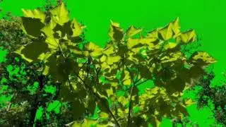 Garden Trees Green Screen Video | Free to use |
