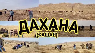 ДАХАНА ХАШАР 
