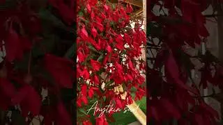 Ампельная бегония Waterfall Incanto Red #бегония #цветы #garden #сад #бегонии #flowers