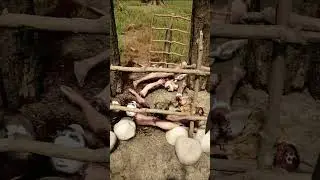 Sons of the Forest Easy Defense 