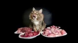 Лучшая еда для хищника  (Чем кормить кота)