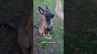 How to teach a dog to sit