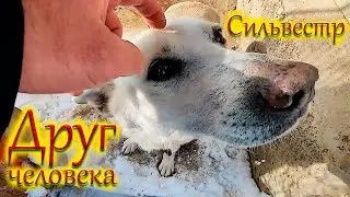 Пес и звать его Сильвестр! Собака друг и охранник для дома!