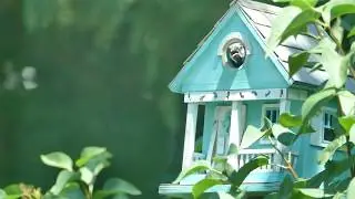 Bird in the Birdhouse