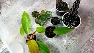 Чем занять осенний вечер. Теплички для цветочных малышей.