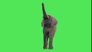 Green Screen : Real Elephant Effect Video | Animal Elephant Green Screen Effect