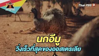 นกอีมู นกที่วิ่งเร็วที่สุดของออสเตรเลีย | เรื่องเล่าการเดินทาง | A Life on the Road  ถนน คน ชีวิต