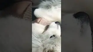 Кайфарик 🤍 