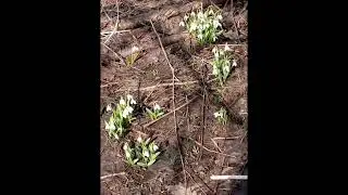 Подснежники. 2 апреля.