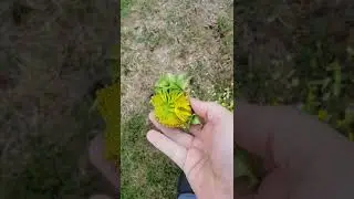 Squirrel slaughters more sunflowers.....