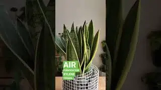 Why 🤔 snake plants are called bedroom plants? 