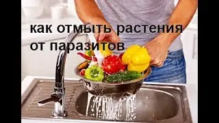 Паразиты в овощах и фруктах. Как отмыть от паразитов растения.