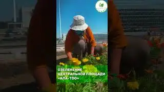 Реконструкция центральной площади «Ала-Тоо». Что делает “Бишкекзеленстрой”?