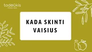 Vaisių skynimas