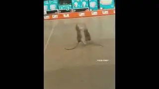 гачи крысы - ♂бой в качалке♂