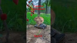 2 друга и черепаха 