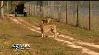 The Metro Richmond Zoo Cheetah facility