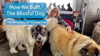 How We Built The Blissful Dog  - Tips For Setting Up Your Business