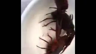 LOBSTER FIGHT 1