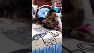 Просто красивый котик, без всяких лишних смыслов / Морда на выезде / питомник мейн-кунов Лирикум