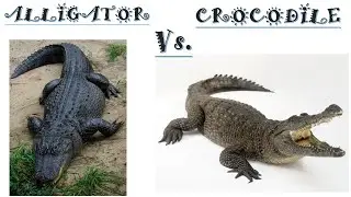 Alligators Vs  Crocodiles | Difference between Alligators and Crocodiles