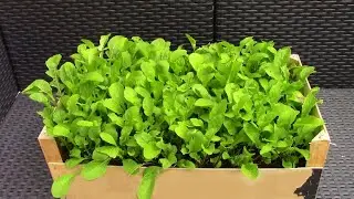 Faire pousser de la roquette en pot / Growing rocket in pots