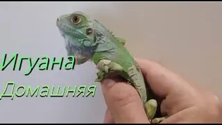 Игуана Дома