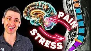 The Real ROOT CAUSE of Chronic Back Pain (pt.7) - Does Stress or Anxiety Cause Chronic Pain?