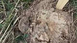 Сосна орегонская ( жёлтая или тяжеловесная) не терпит пересадки