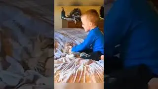Sevimli kedi videoları