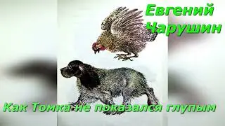 Как Томка не показался глупым