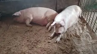 Откорм поросят.
