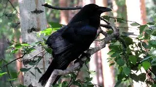 Ворон - птенец, Raven, Corvus corax