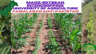 Maize Soybean | Intercropping | Experiment | UAF  | Times Agriculture | मक्का सोयाबीन इंटरक्रॉपिंग