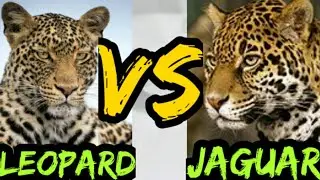 പുള്ളിപ്പുലി VS ജാഗ്വാർ ആരുജയിക്കും ? Leopard VS Jaguar malayalam| SVS ennum eppozhum evideyum
