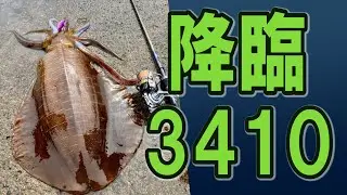 遂に出た‼３キロオーバー降臨‼第2回えすぴーきんぐエギング大会 egging squid