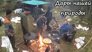Горный Алтай жизнь в кедровом заповеднике