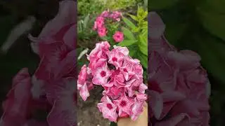 начало цветения флоксов