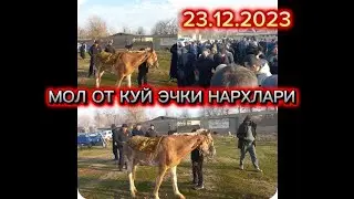 БОБОТОГ МОЛ БОЗОРИ. 23.12.2023
