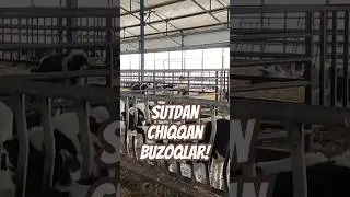 Sutdan chiqqan buzoqlar! 