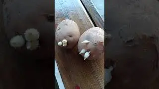 срочно картошка