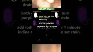 Microbiology gram stain || microbiology clinical