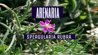 Propiedades medicinales de la arenaria