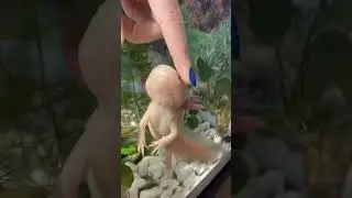 Больно ли кусаются аксолотли? Отвечаю на ваши вопросы 😘 
