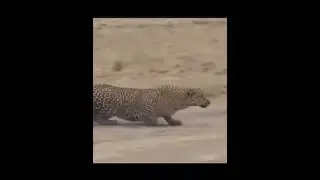 Leopard advances in a smart way to catch the deer 